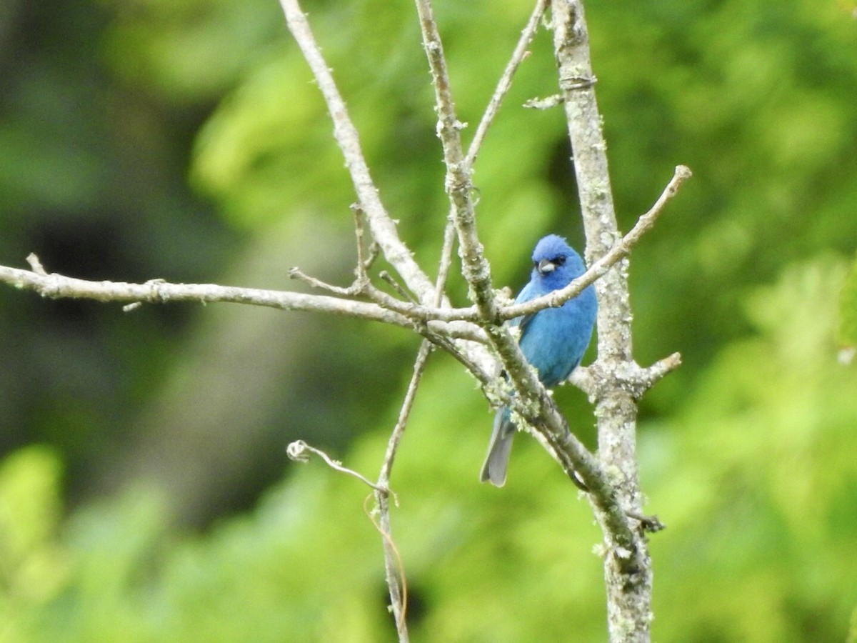 Indigo Bunting - ML620636688