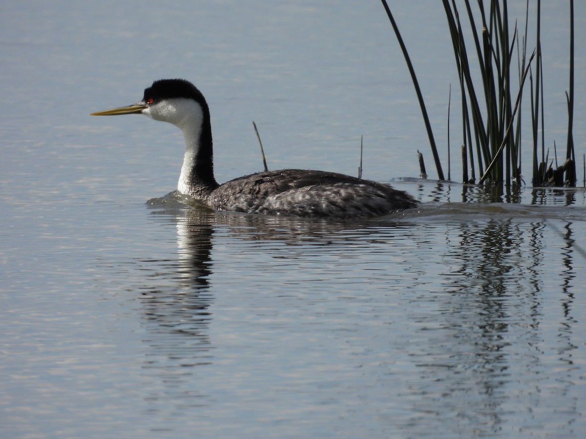 Western Grebe - ML620636690