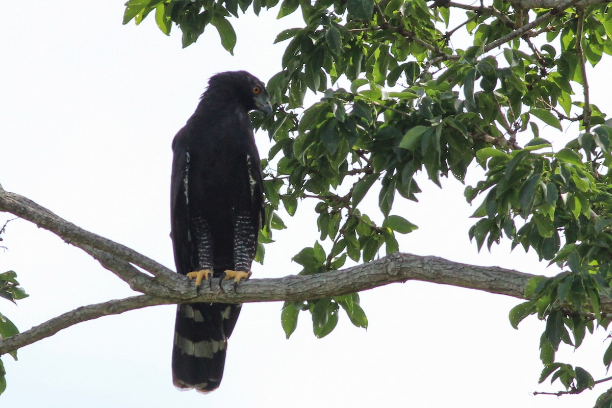 Águila Negra - ML620636695