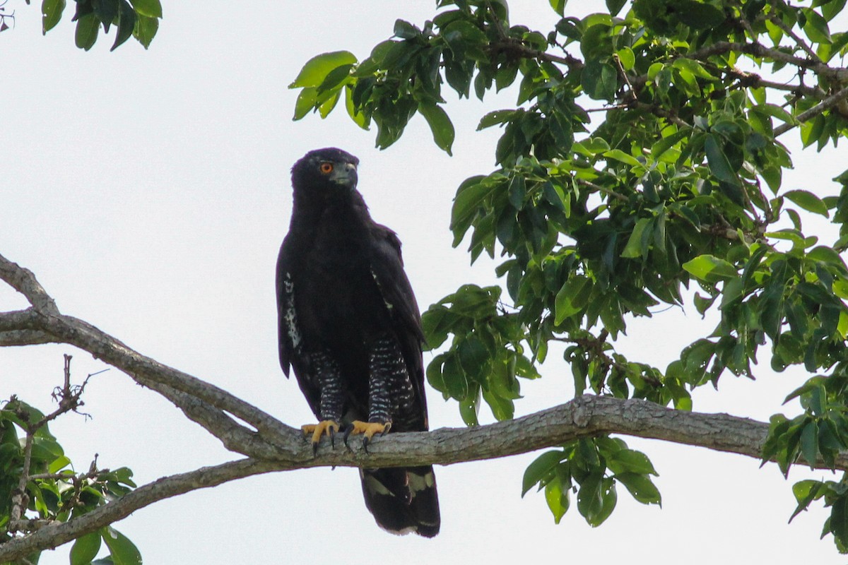 Black Hawk-Eagle - ML620636697