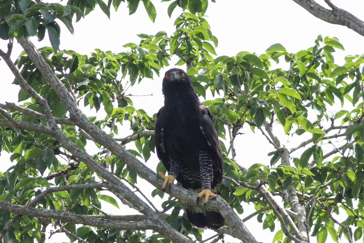 Black Hawk-Eagle - Yaudimar Bermúdez