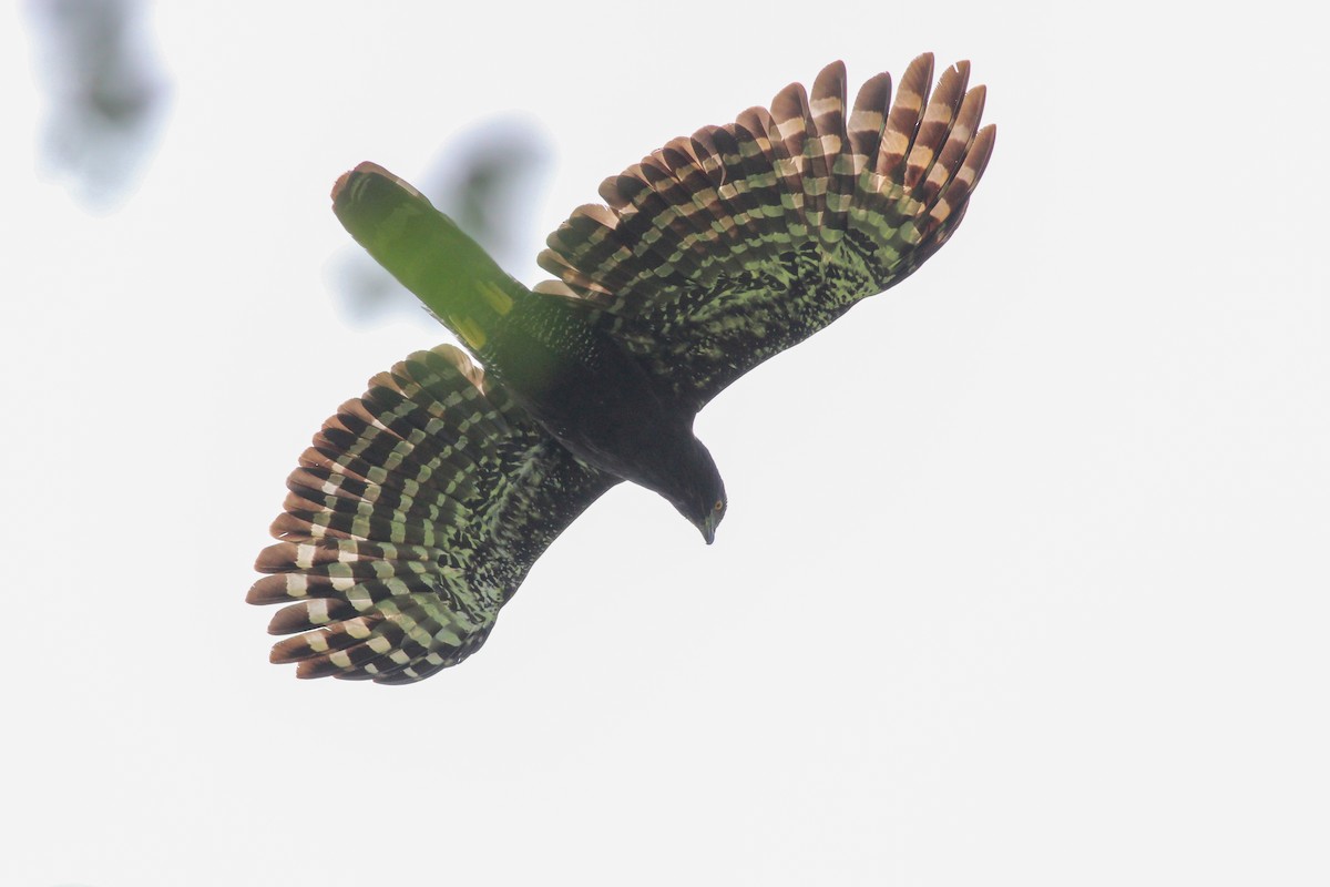 Águila Negra - ML620636706