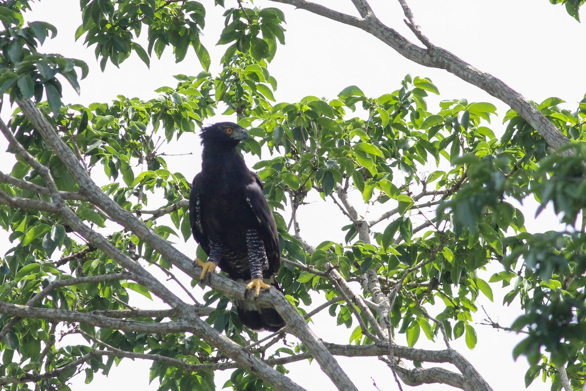 Águila Negra - ML620636707