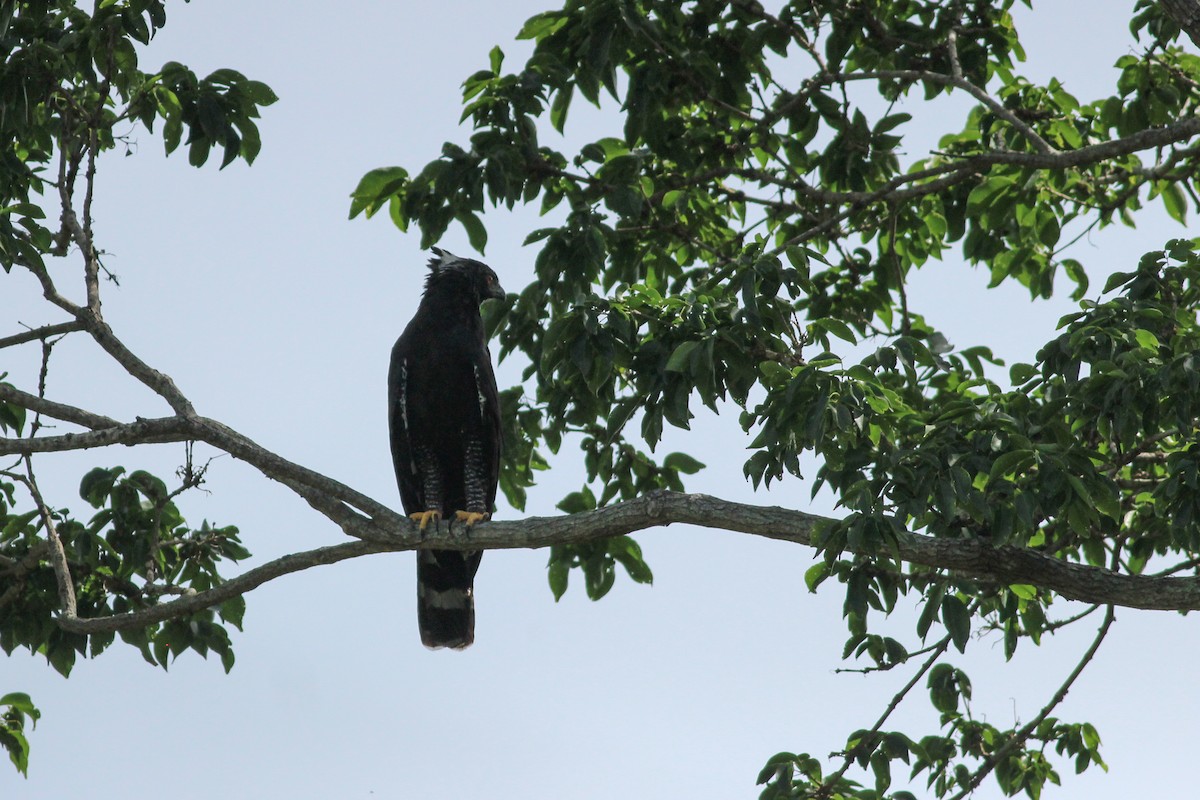 Black Hawk-Eagle - ML620636709