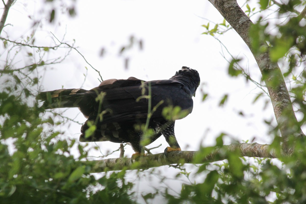 Black Hawk-Eagle - Yaudimar Bermúdez