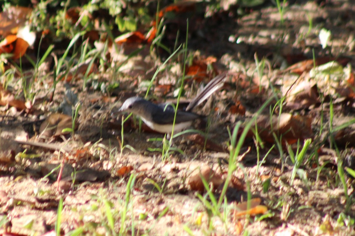 Blue-gray Gnatcatcher - ML620636711