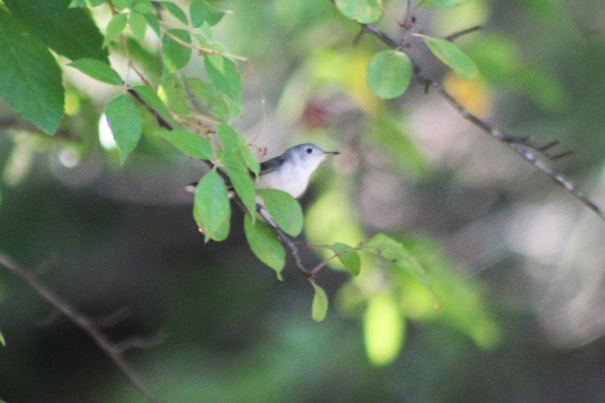 Blue-gray Gnatcatcher - ML620636712