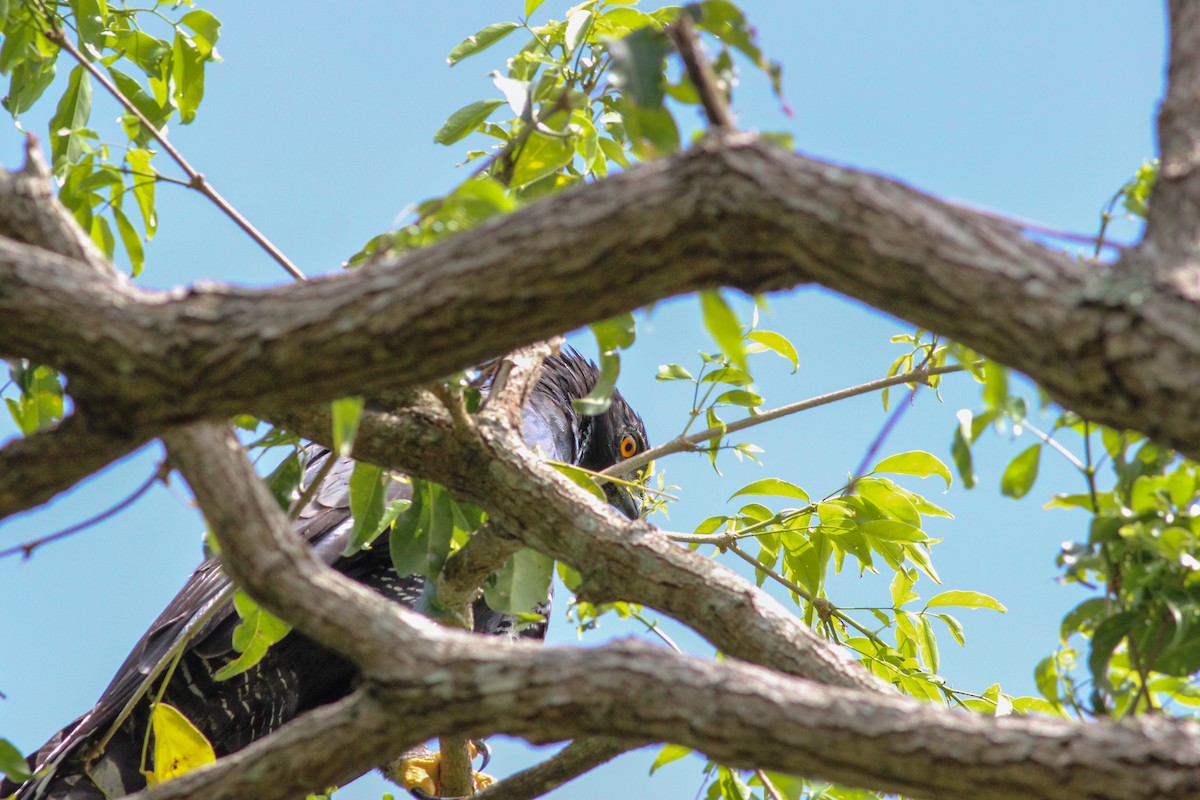 Black Hawk-Eagle - ML620636713