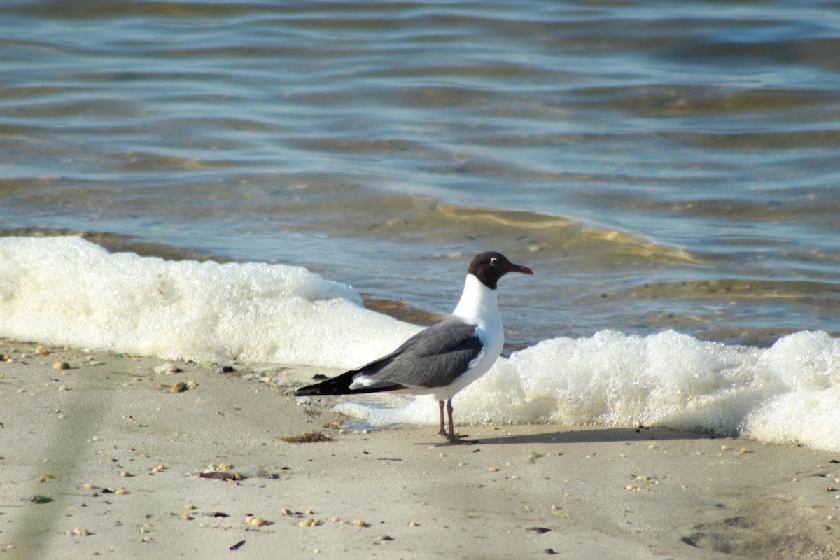 Laughing Gull - TJ  Mooney