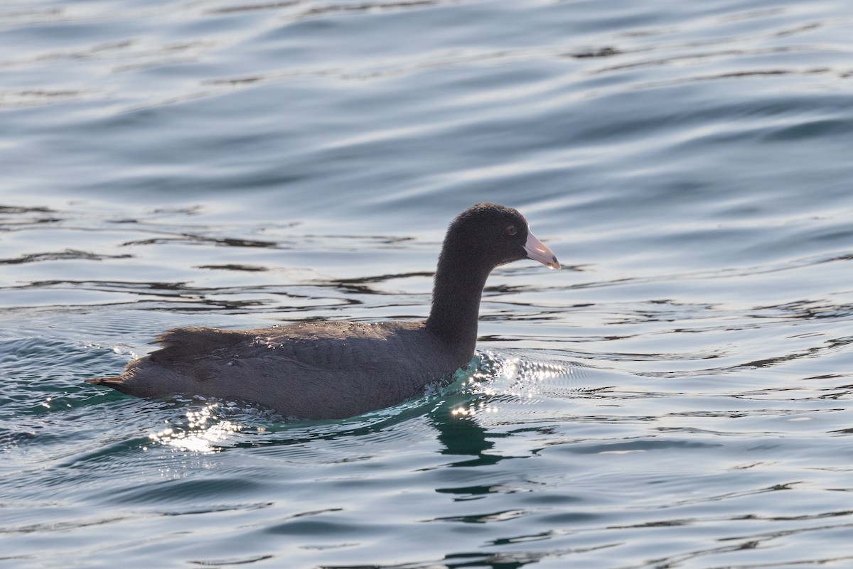 American Coot - ML620636723