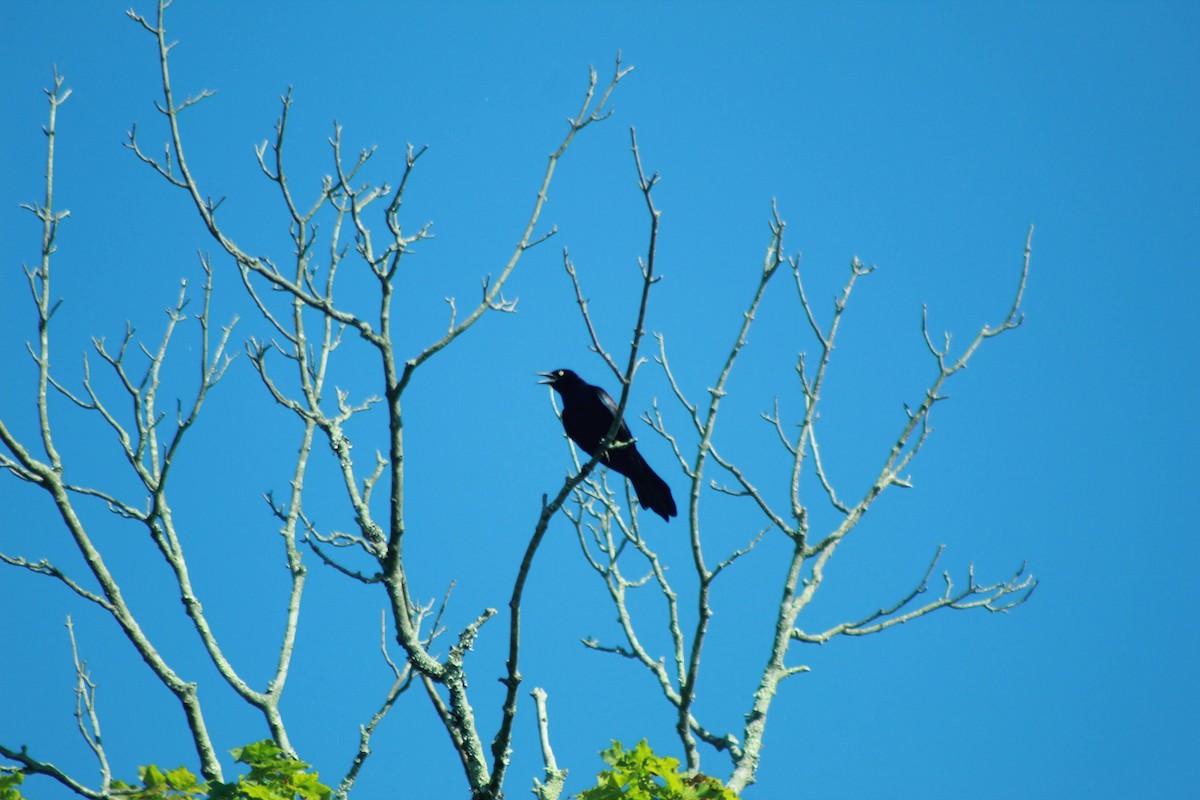 Boat-tailed Grackle - ML620636724