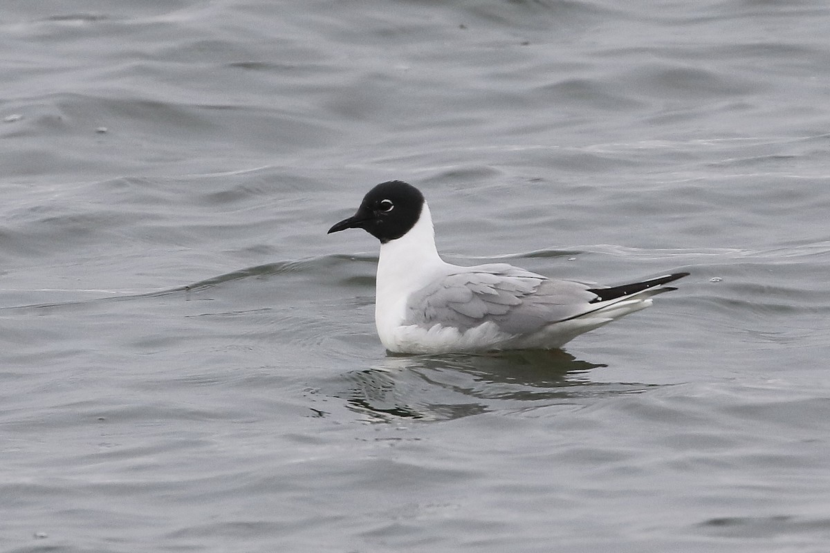 Bonaparte's Gull - Mark Chavez