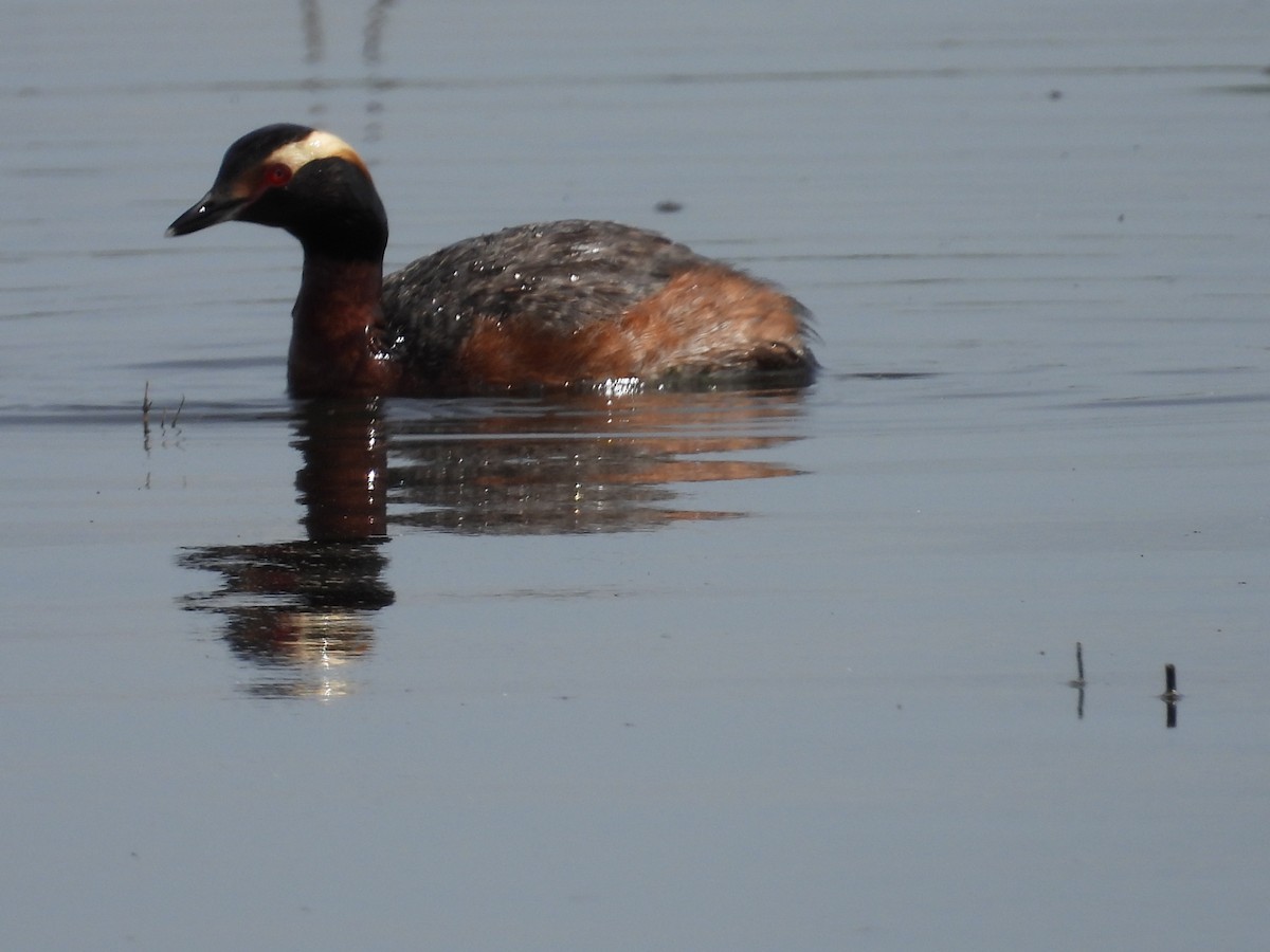 Horned Grebe - ML620636739