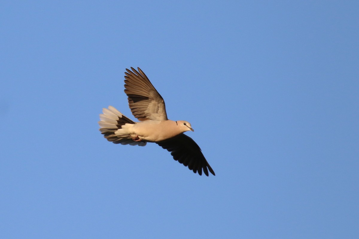 Ring-necked Dove - ML620636740