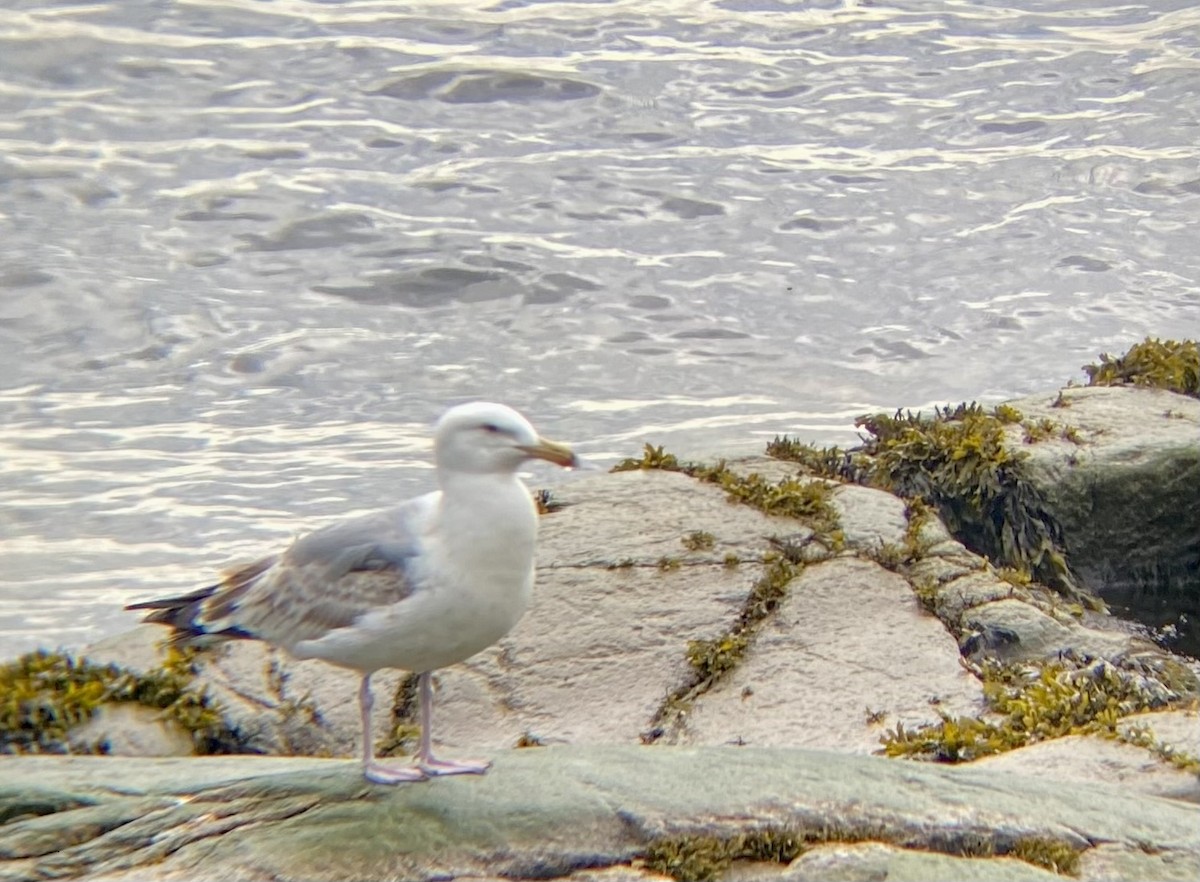 Gaviota Argéntea - ML620636742