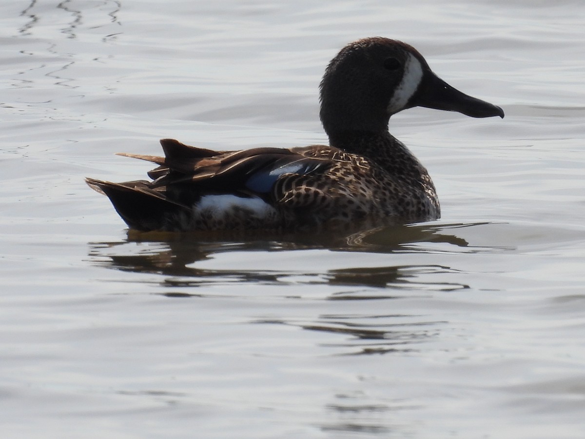 Blue-winged Teal - ML620636753