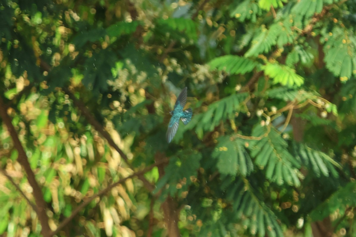 Glossy Swiftlet - ML620636756