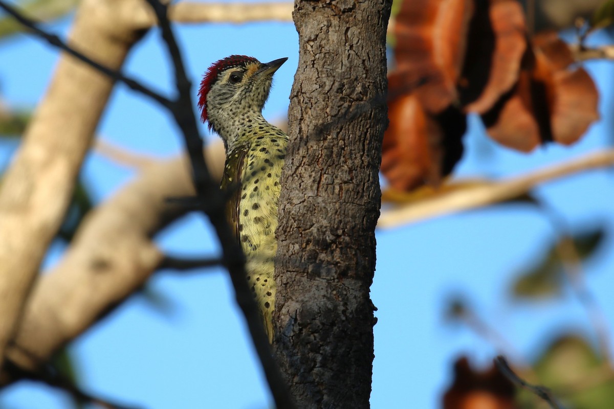 Nubian Woodpecker - ML620636757