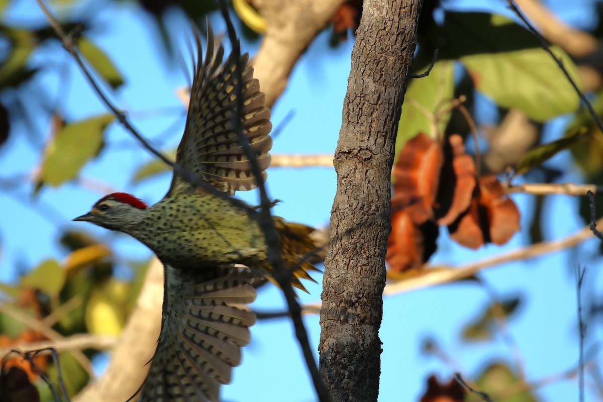 Green-backed Woodpecker - ML620636758