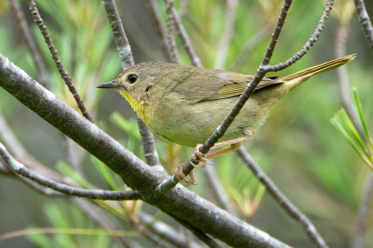 Common Yellowthroat - ML620636762