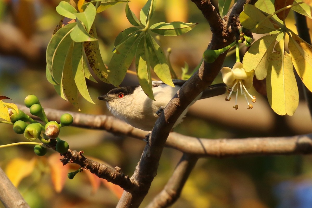 Black-backed Puffback - ML620636765