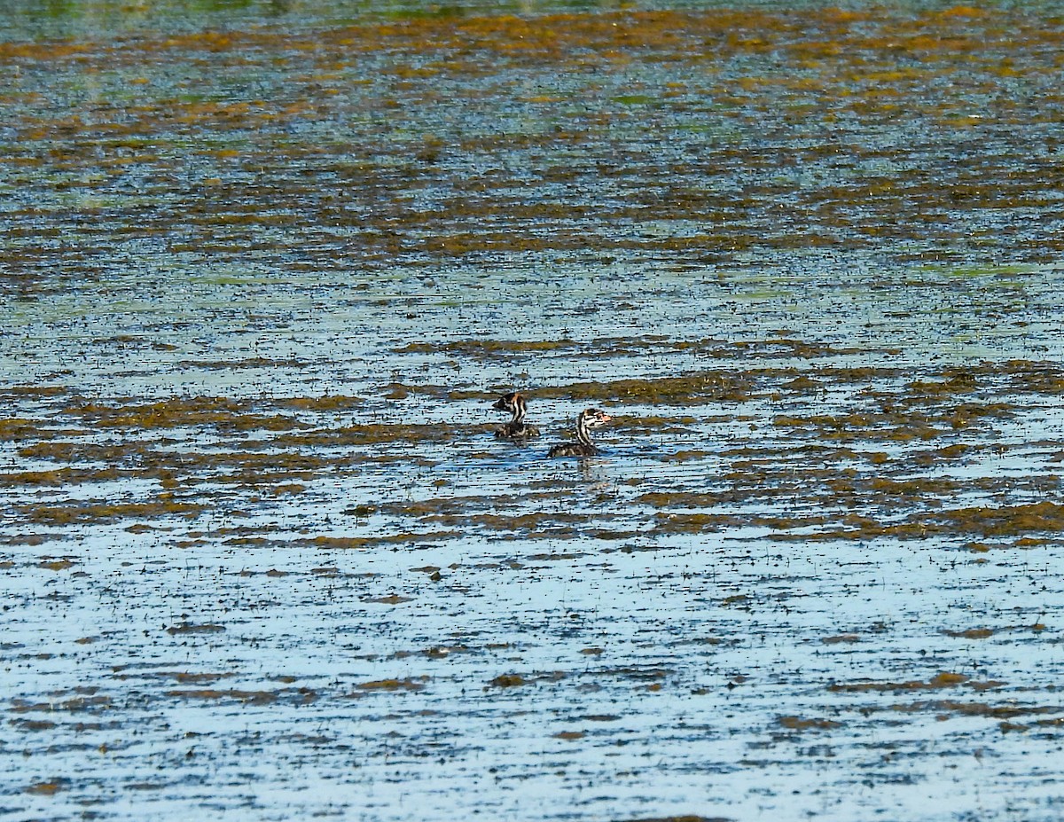 Pied-billed Grebe - ML620636766