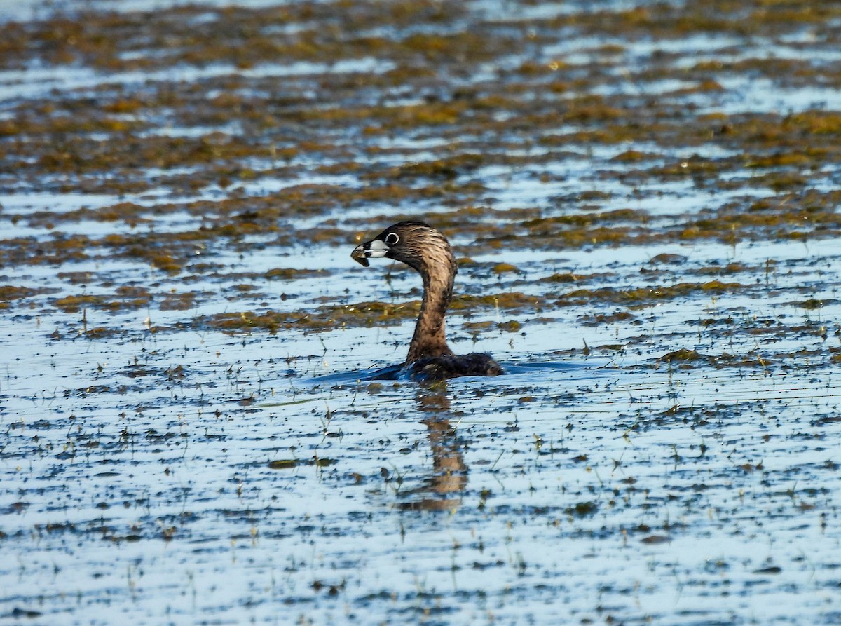 Pied-billed Grebe - ML620636767