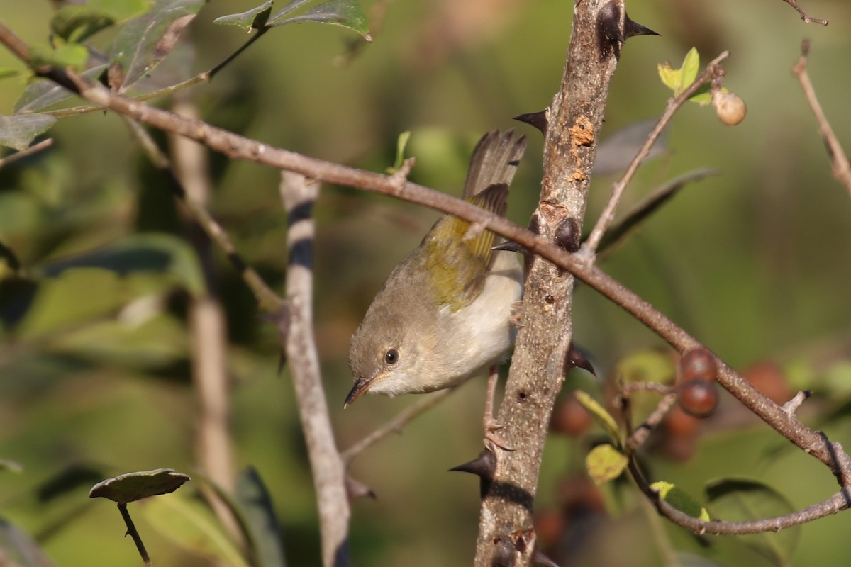 Green-backed Camaroptera - ML620636772