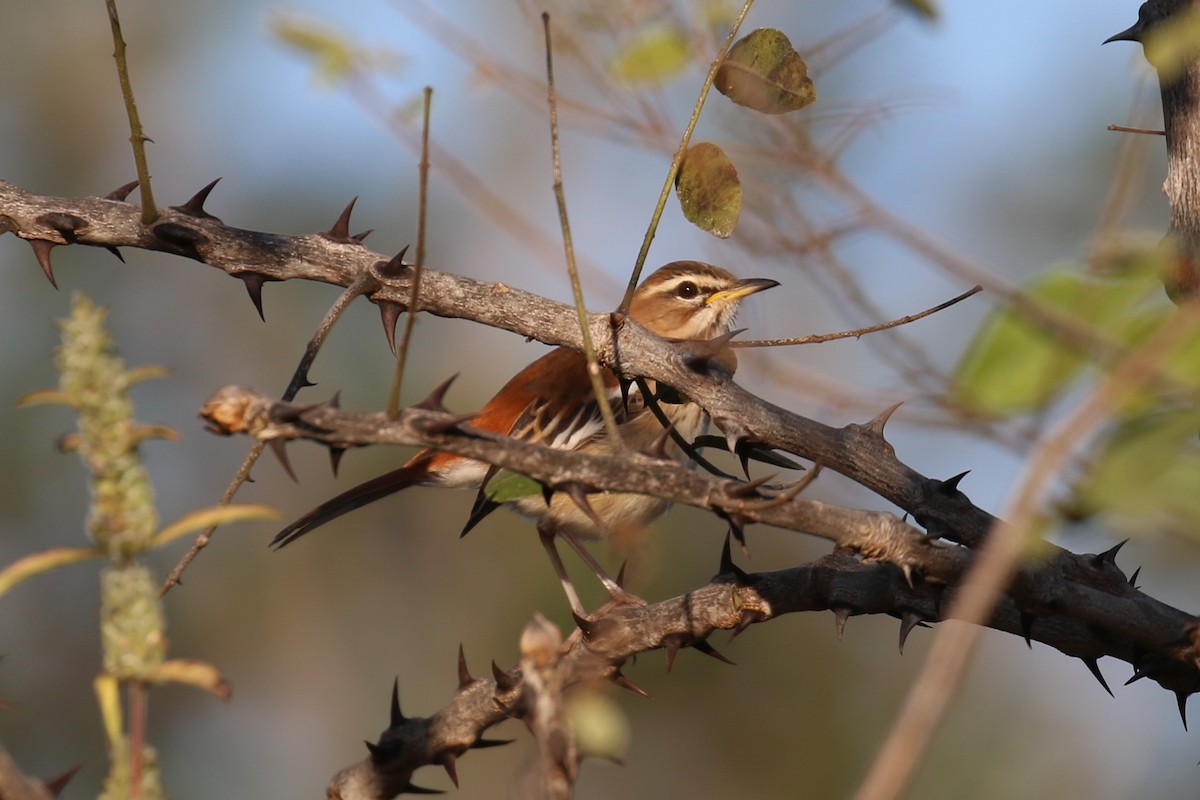 Red-backed Scrub-Robin - ML620636779