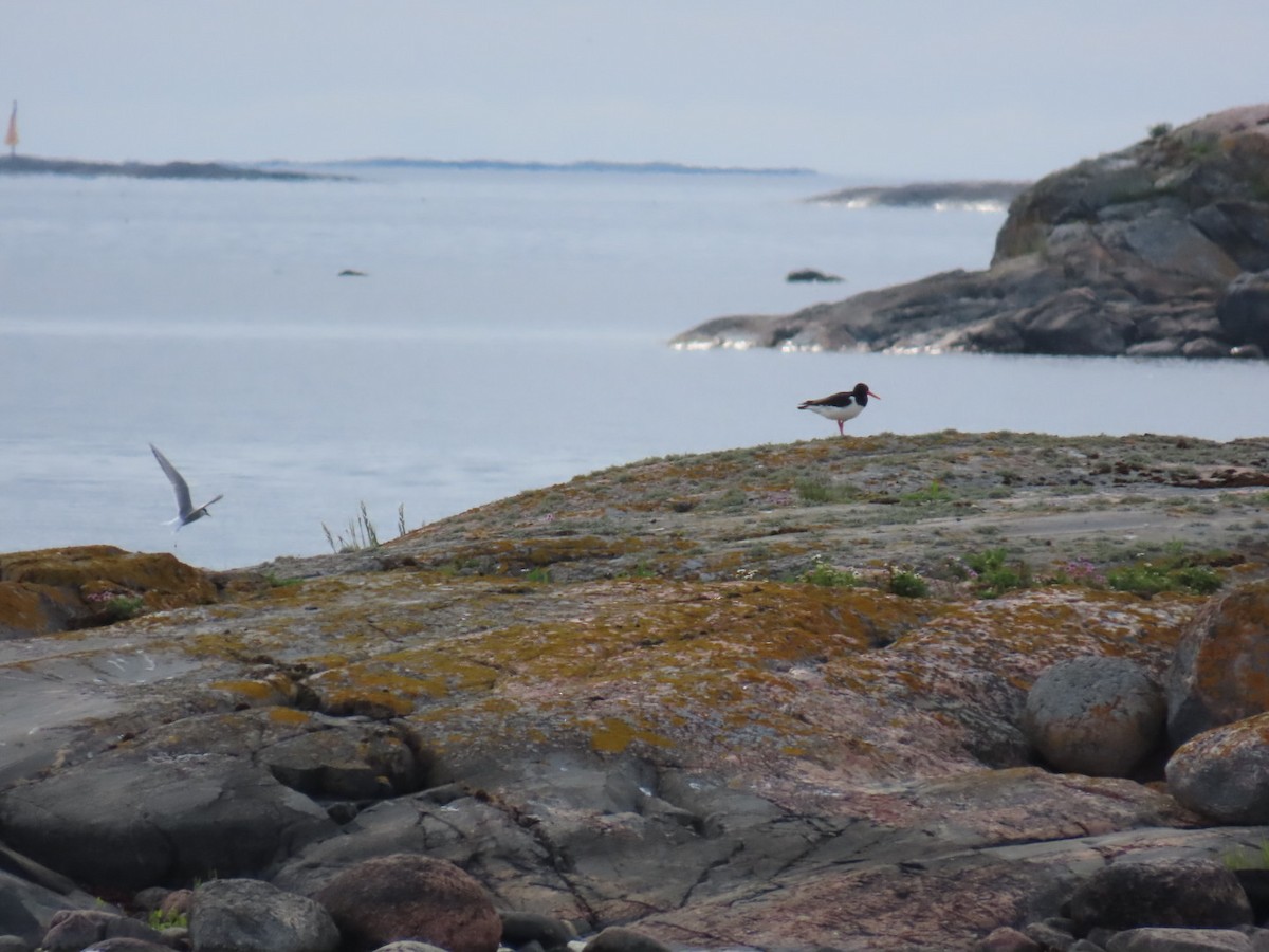 Eurasian Oystercatcher - ML620636783