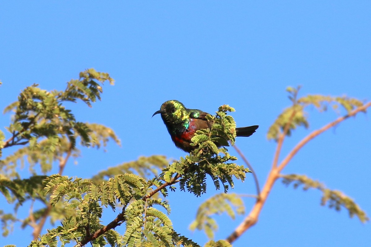 Purple-banded Sunbird - ML620636784