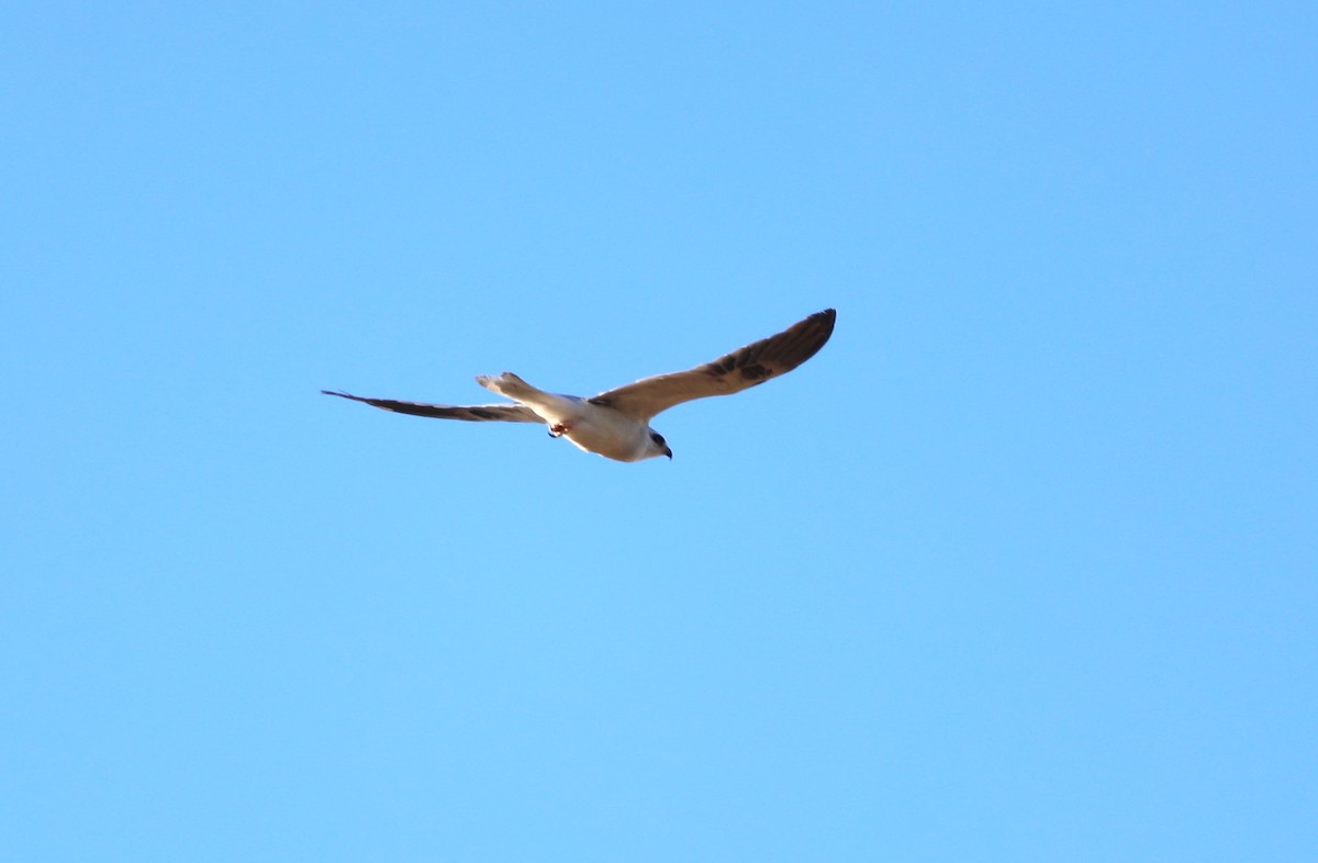 White-tailed Kite - "Chia" Cory Chiappone ⚡️