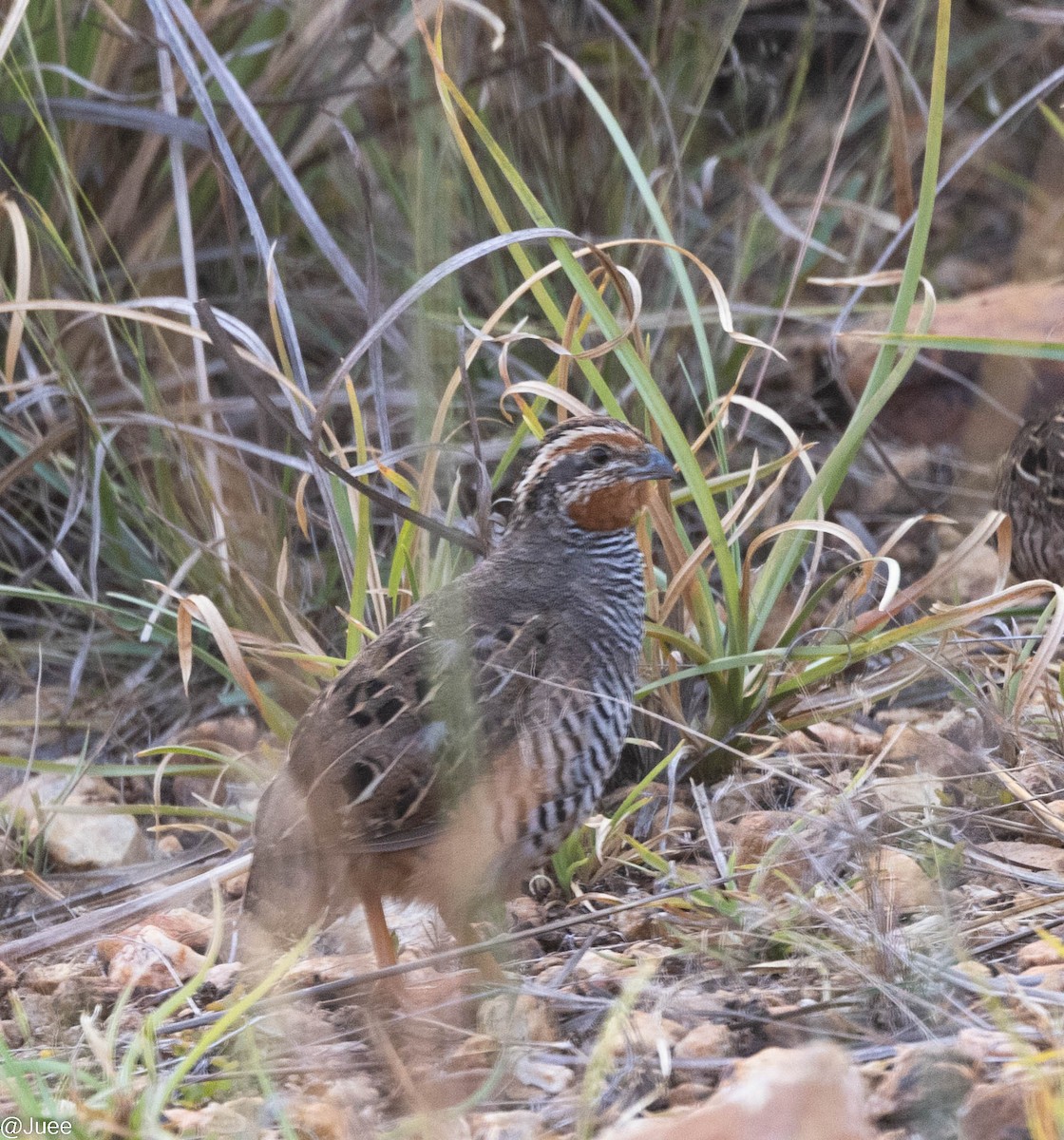 Jungle Bush-Quail - ML620636788