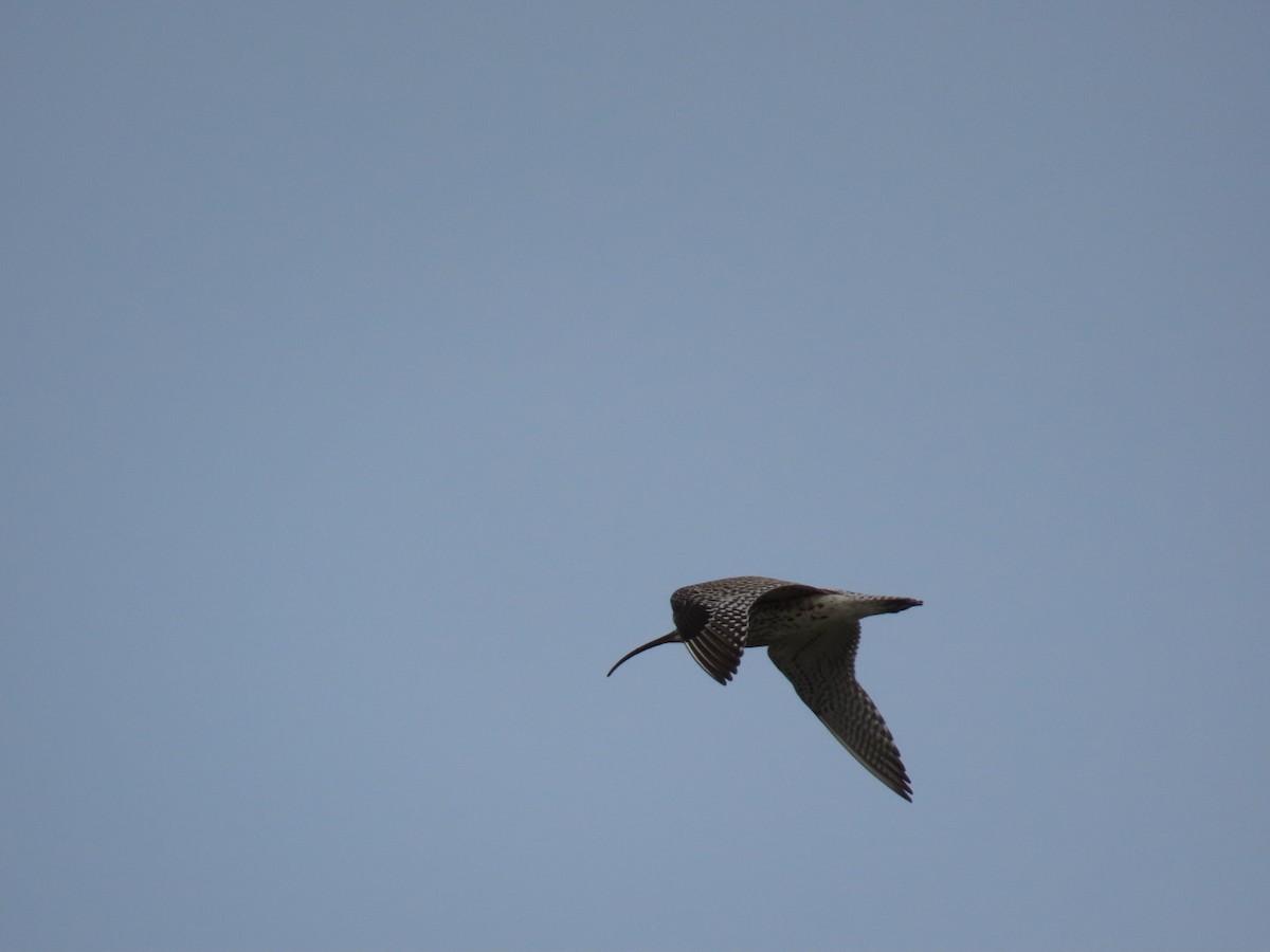 Eurasian Curlew - ML620636791