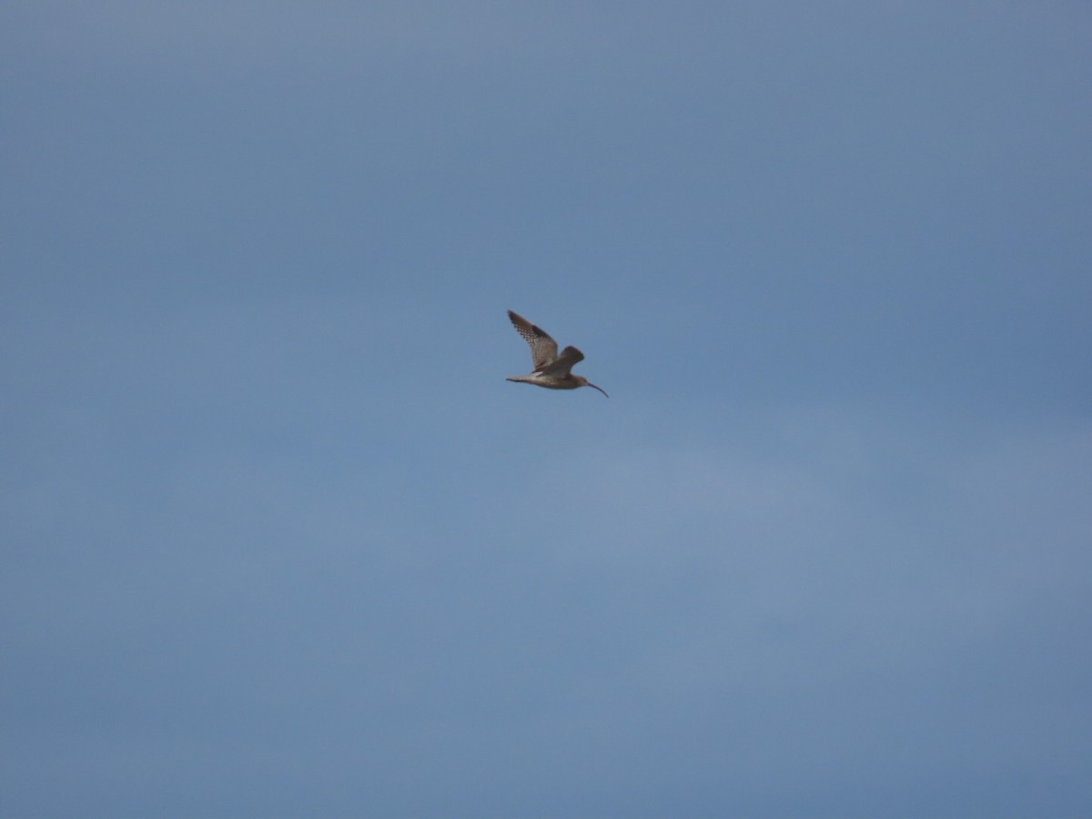 Eurasian Curlew - ML620636794