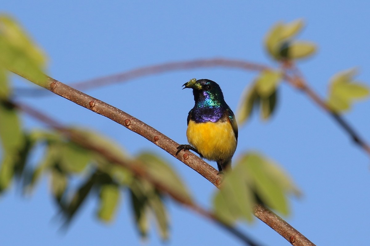 Variable Sunbird - ML620636795