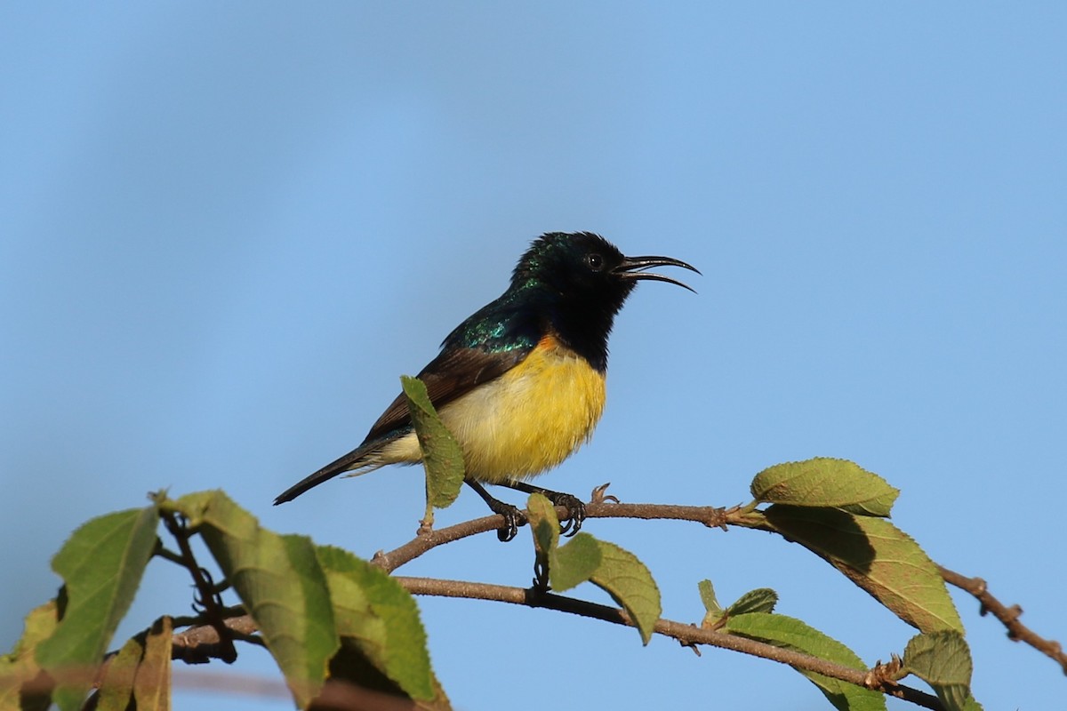 Variable Sunbird - ML620636796