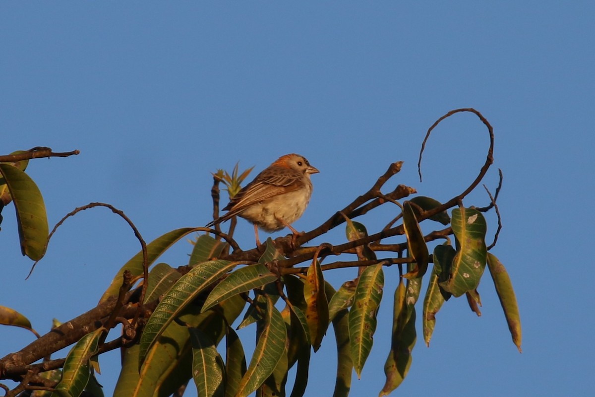 Speckle-fronted Weaver - ML620636797