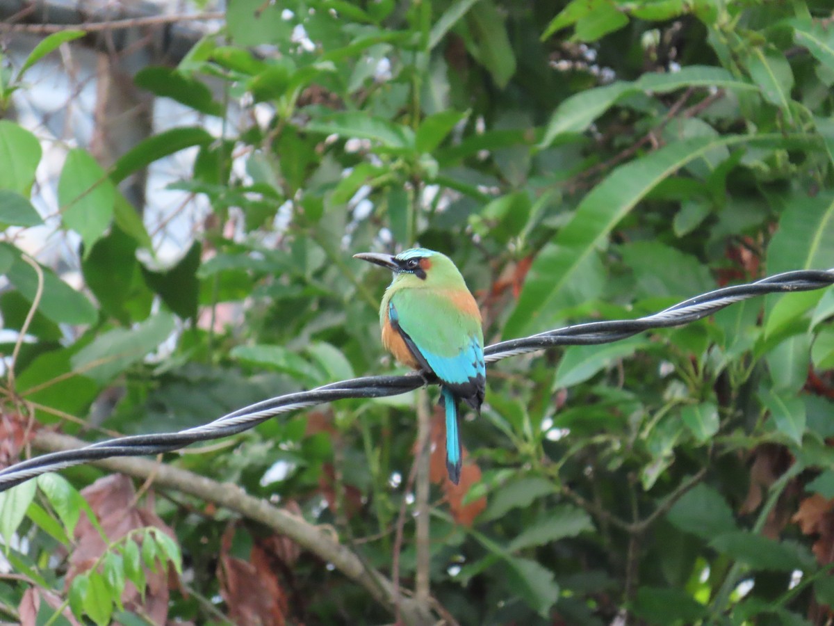 Turquoise-browed Motmot - ML620636798