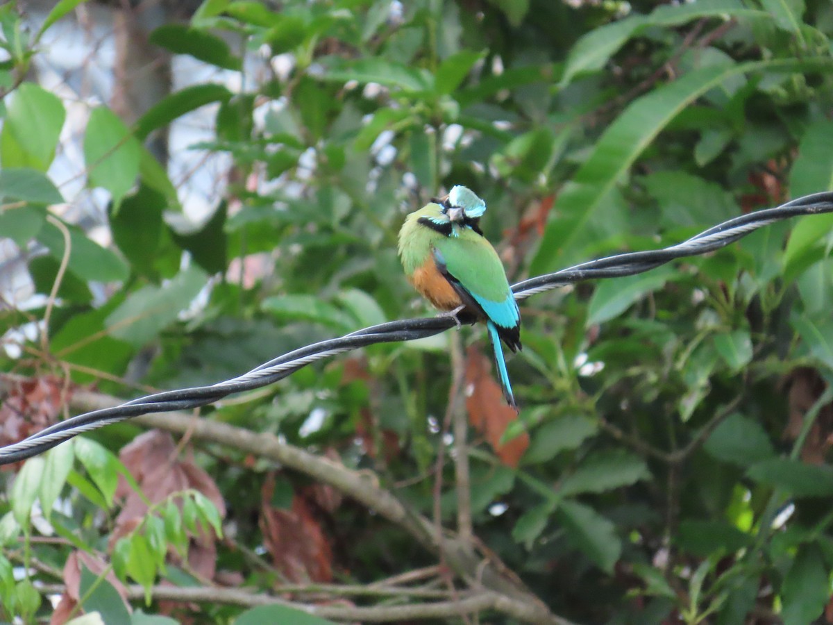 Motmot à sourcils bleus - ML620636799