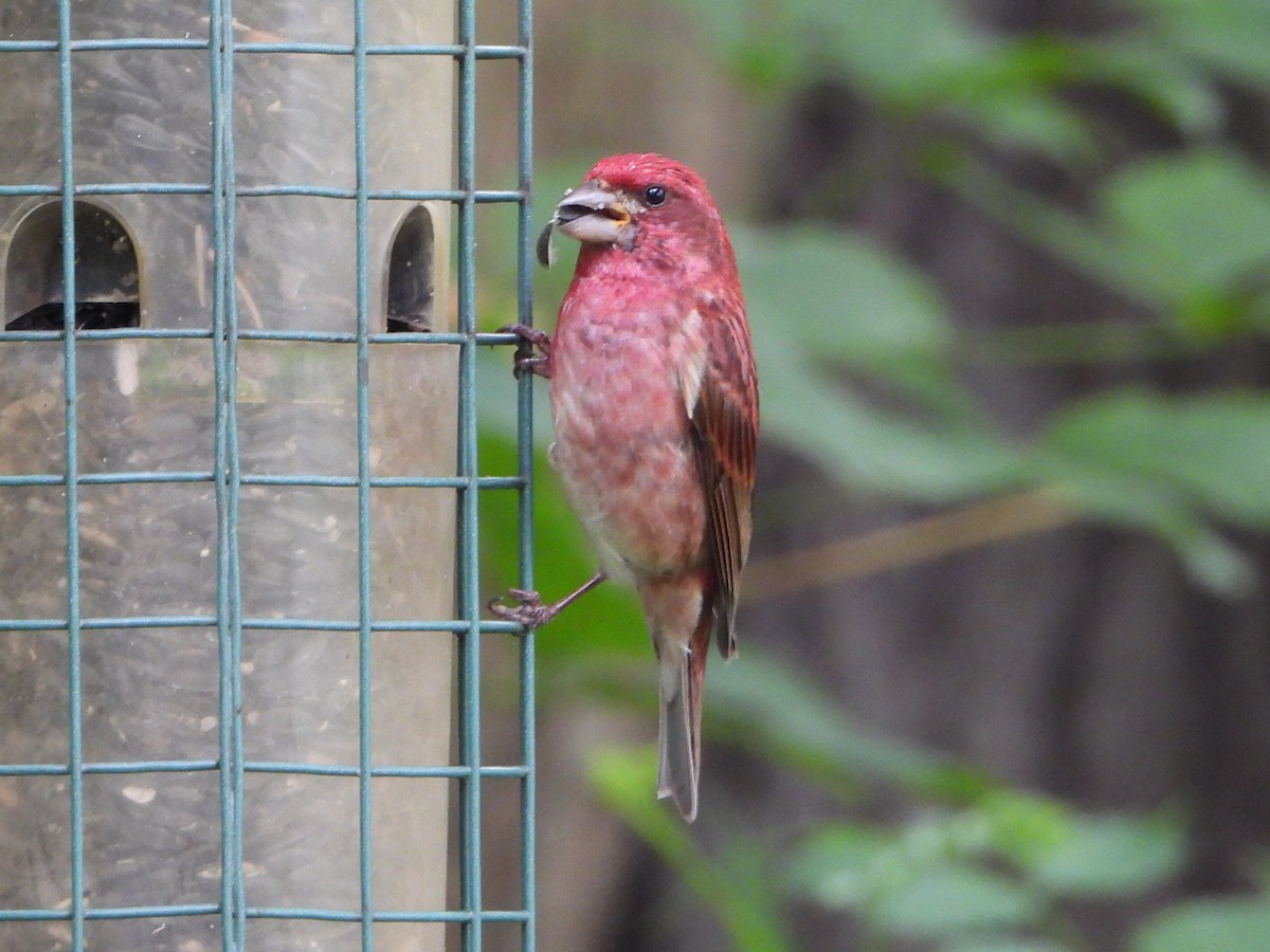 Purple Finch - ML620636801