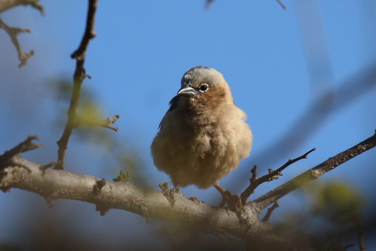 Gray-headed Social-Weaver - ML620636803