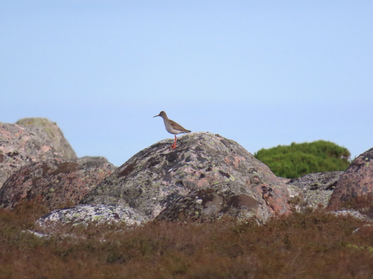 Common Redshank - ML620636806