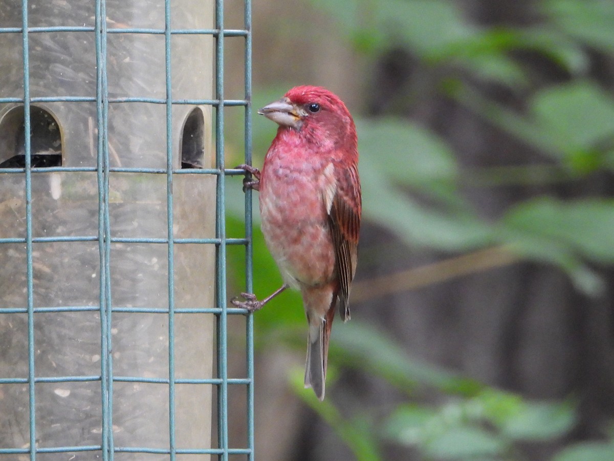 Purple Finch - ML620636808