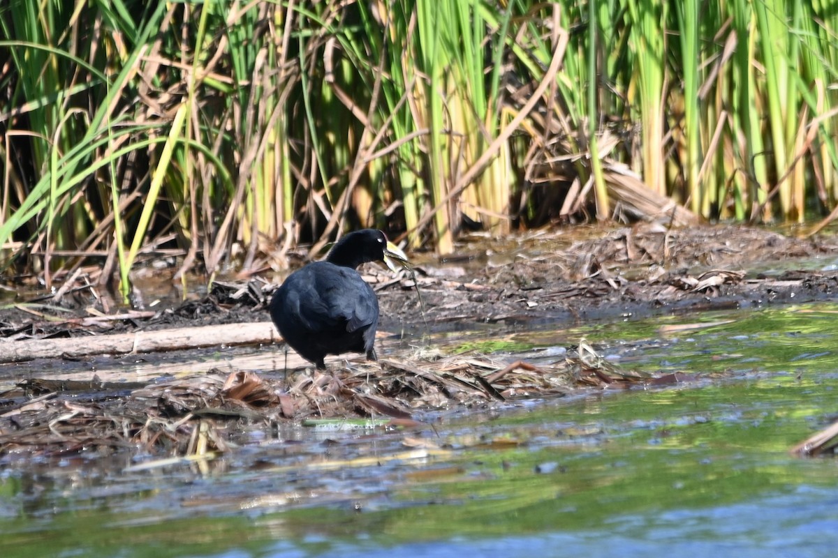 Slate-colored Coot - ML620636810