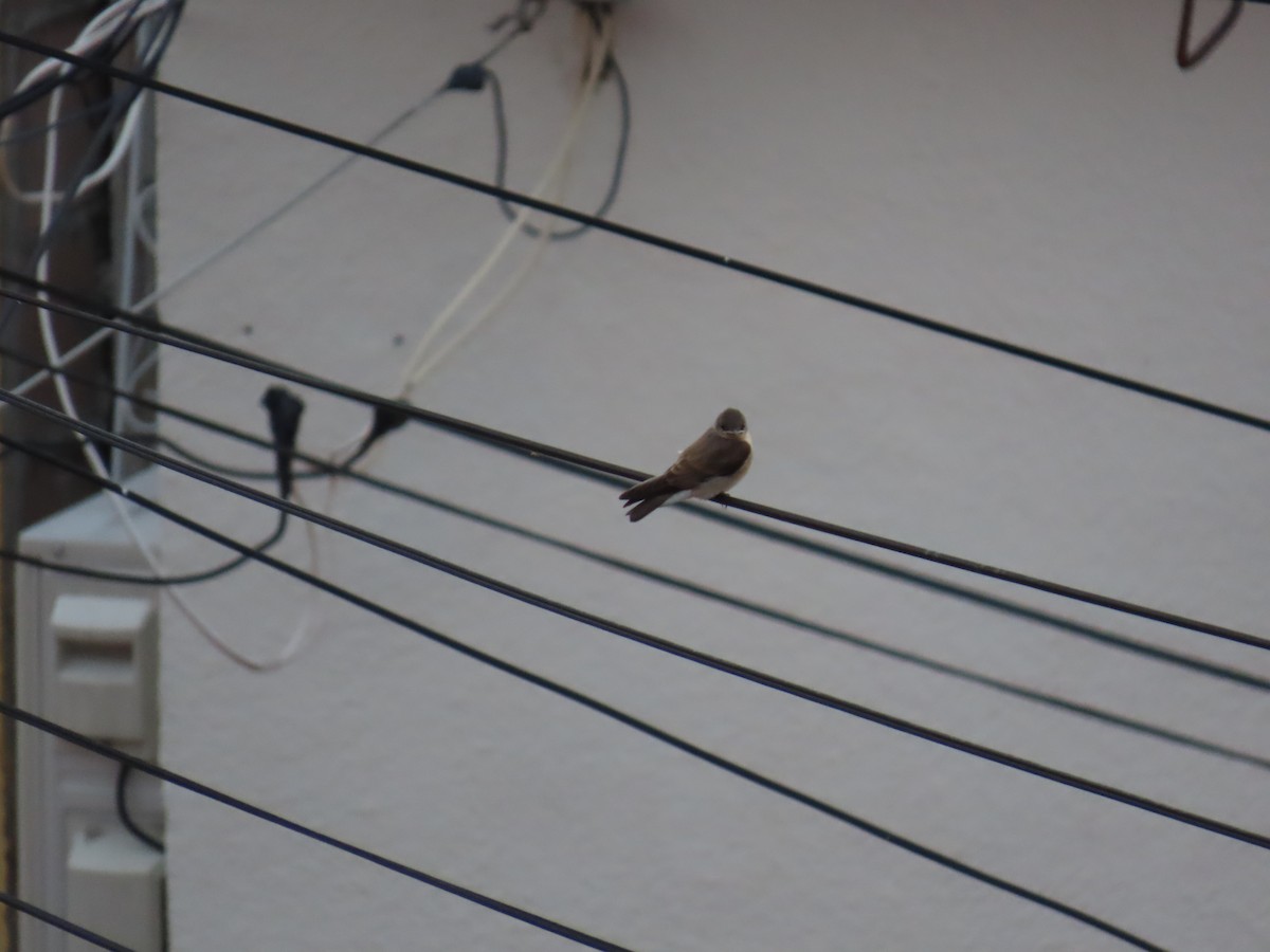 Northern Rough-winged Swallow - ML620636812