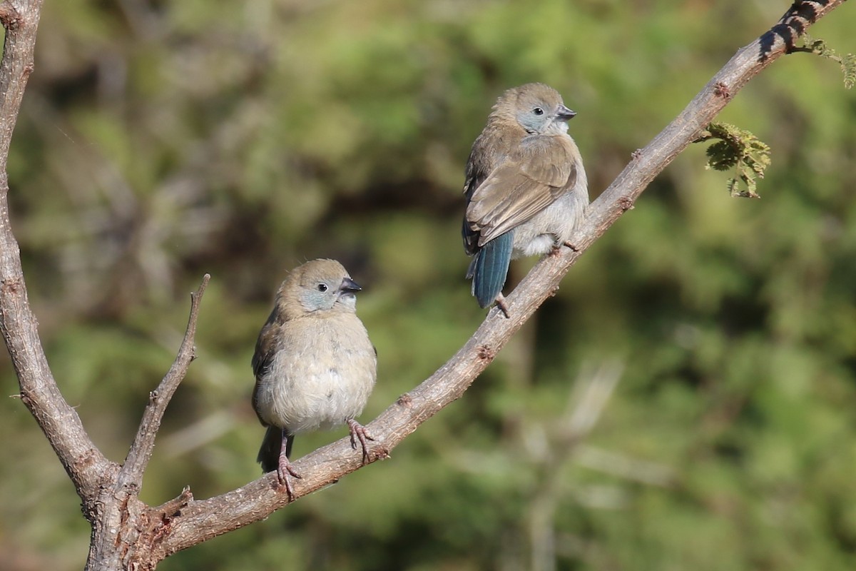 Red-cheeked Cordonbleu - ML620636814