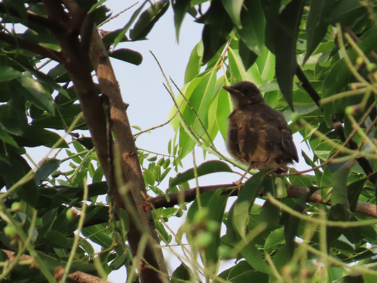 Clay-colored Thrush - ML620636816