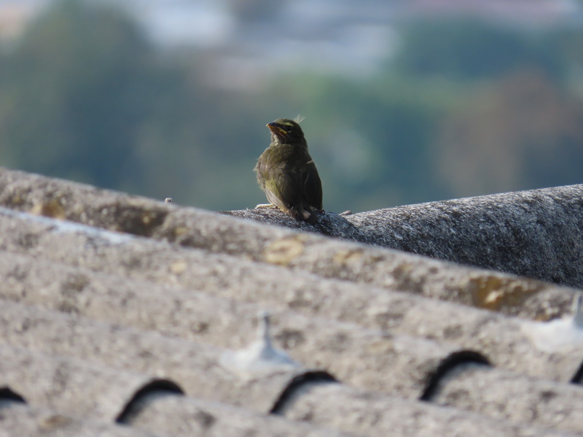 Cinnamon-bellied Saltator - Josue Cruz