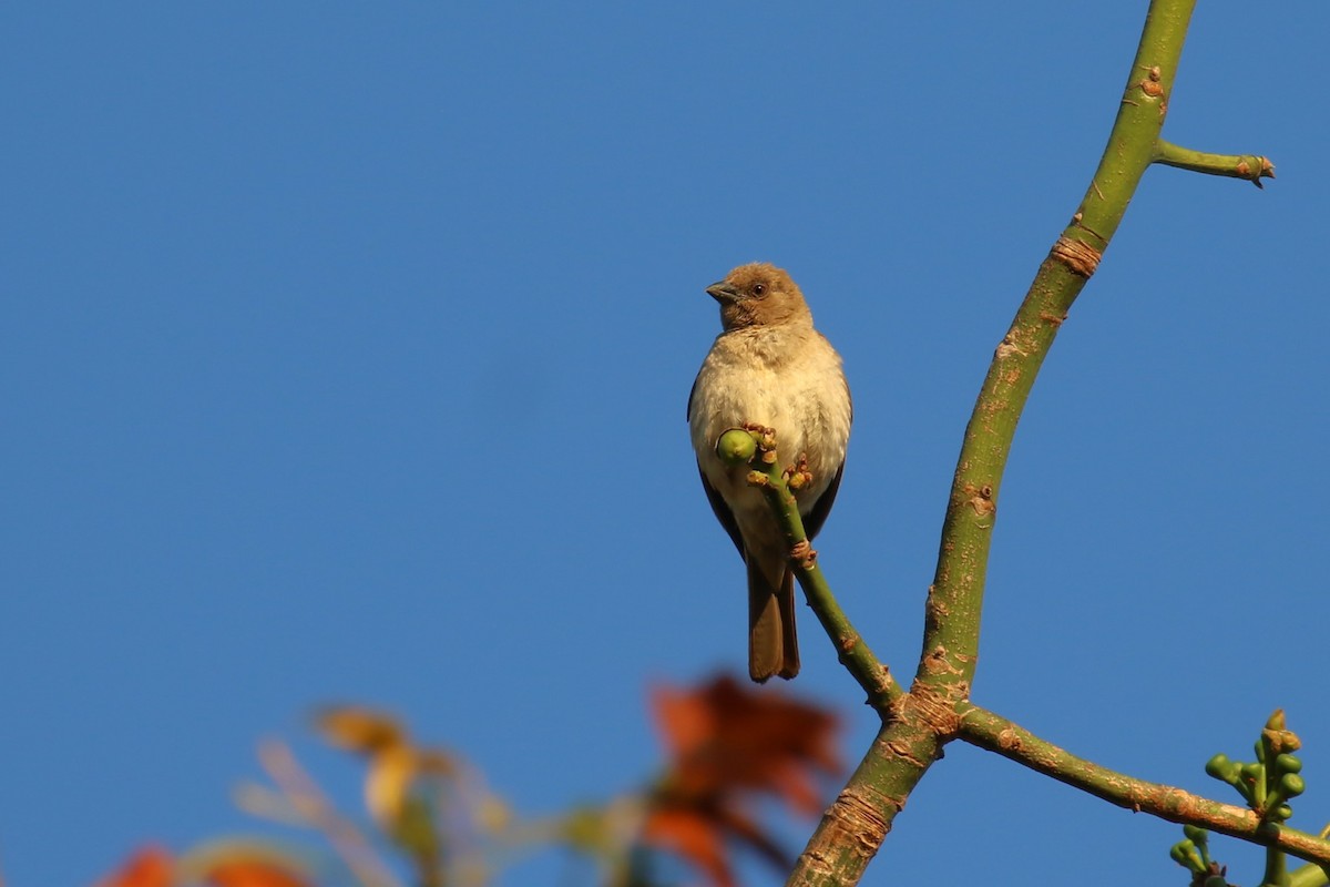 Northern Gray-headed Sparrow - ML620636828
